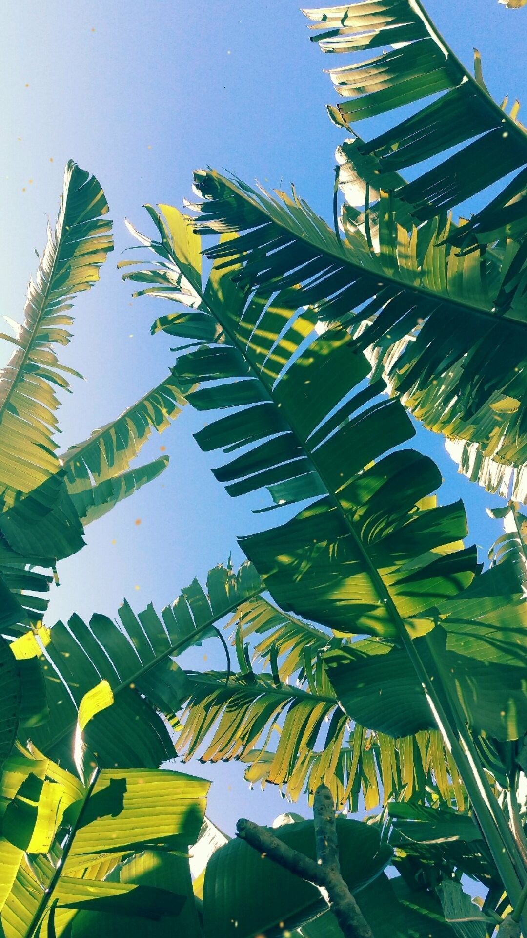 Banana Leaf Canopy