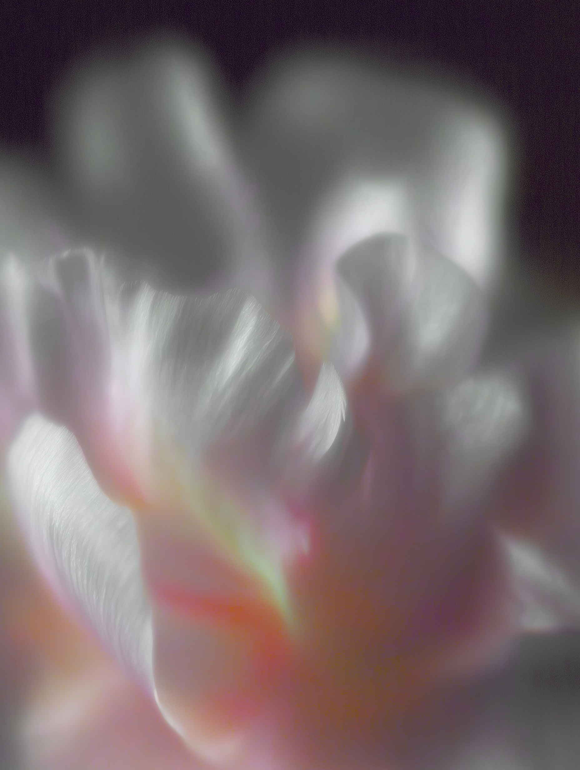 Abstract Floral Blur