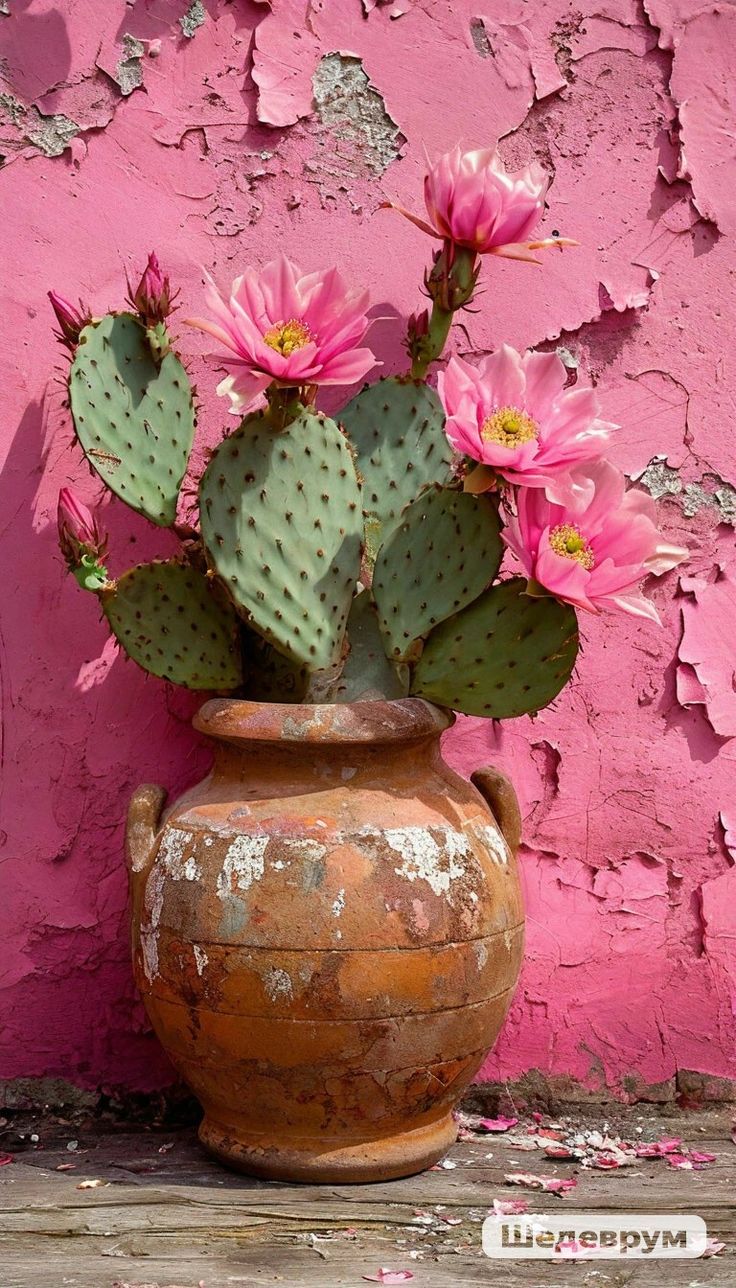 Pink Cactus Bloom