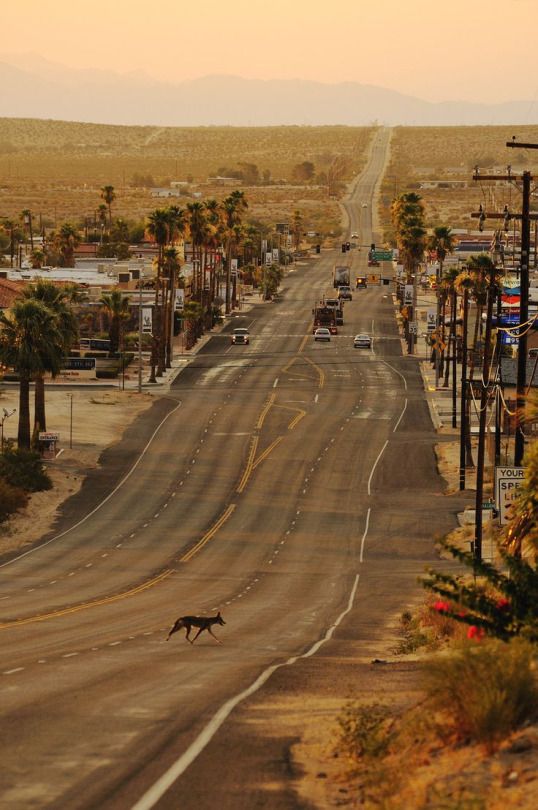 Desert Highway with Palm Trees
