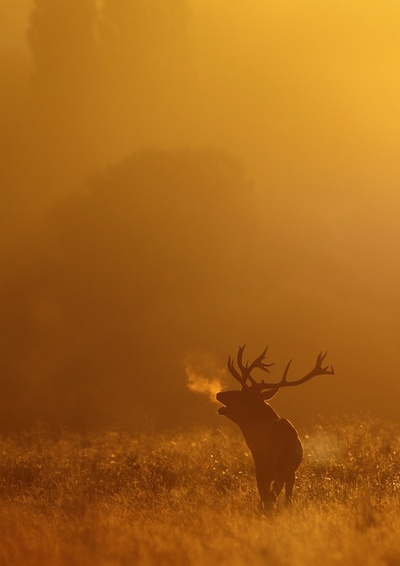 Sunlit Stag Silhouette