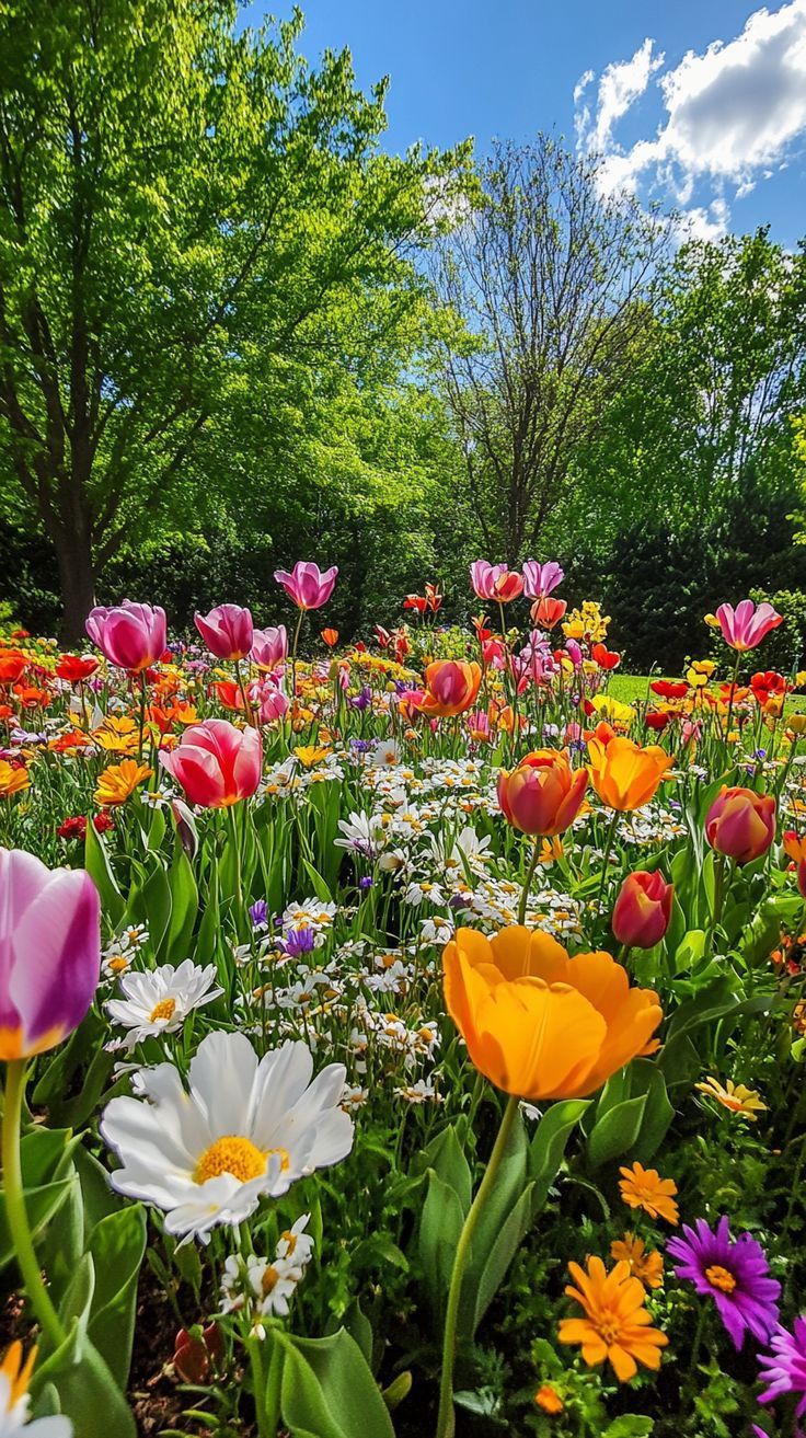 Spring Tulip Garden