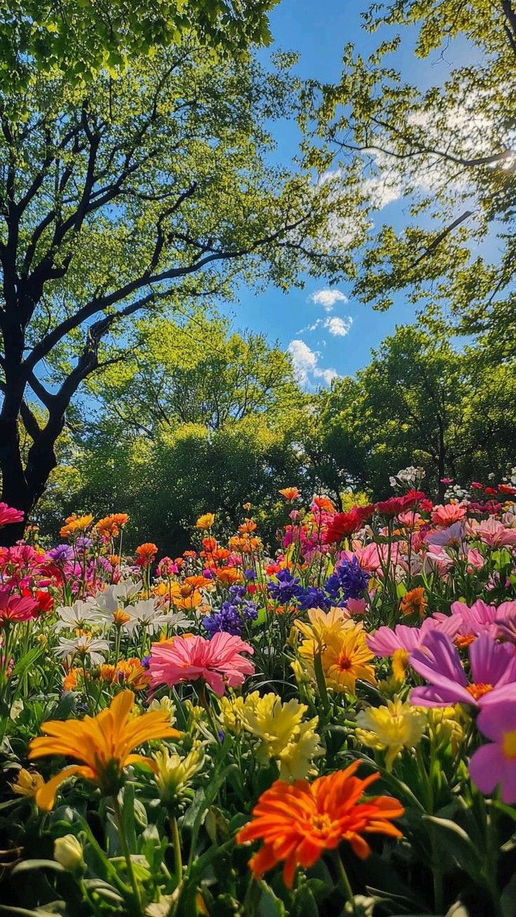 Spring Bloom