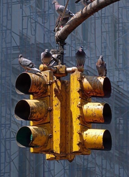 Pigeons Perched on Rusty Traffic Light