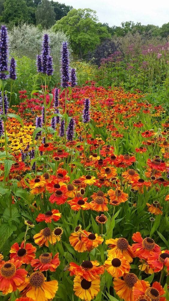 Colorful Wildflower Garden