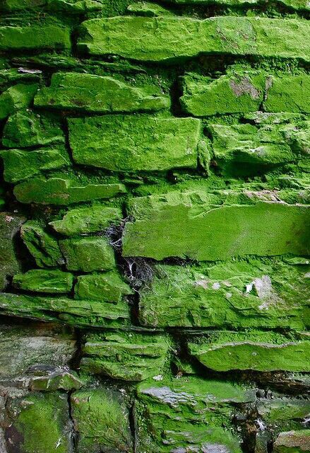 Moss-Covered Stone Wall