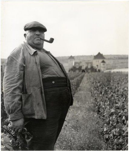 Man Smoking Pipe in Vineyard