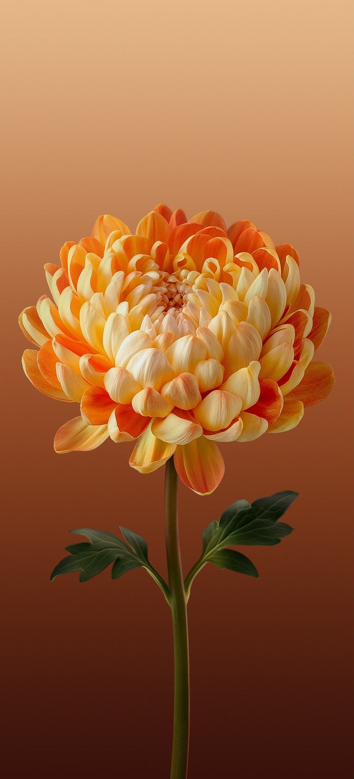 Radiant Dahlia Bloom