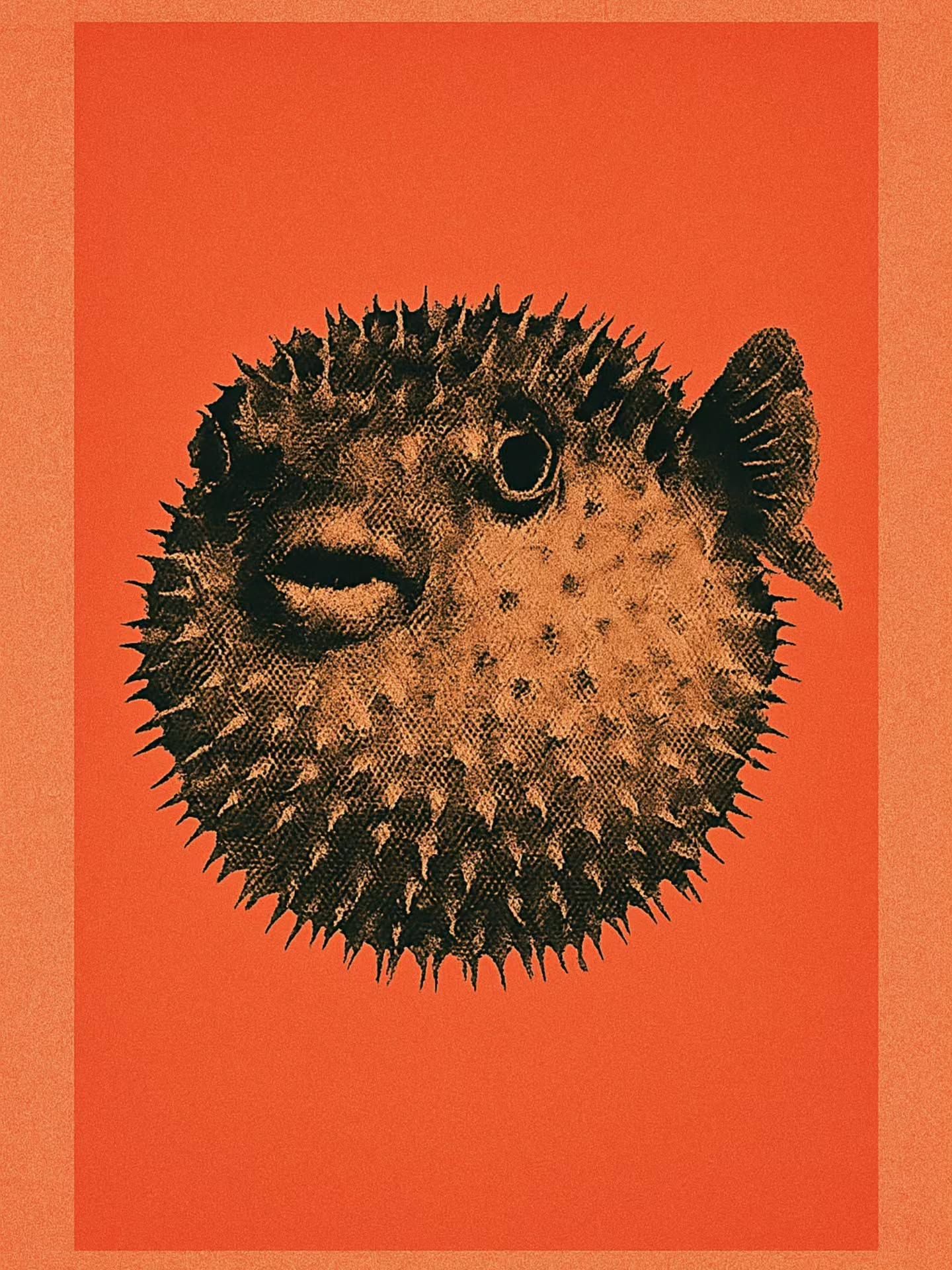 Spiky Puffer Fish