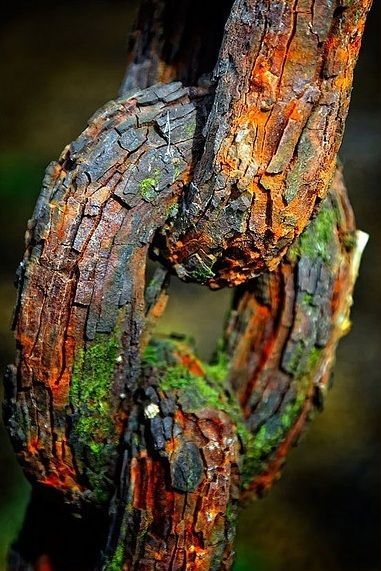 Weathered Tree Bark