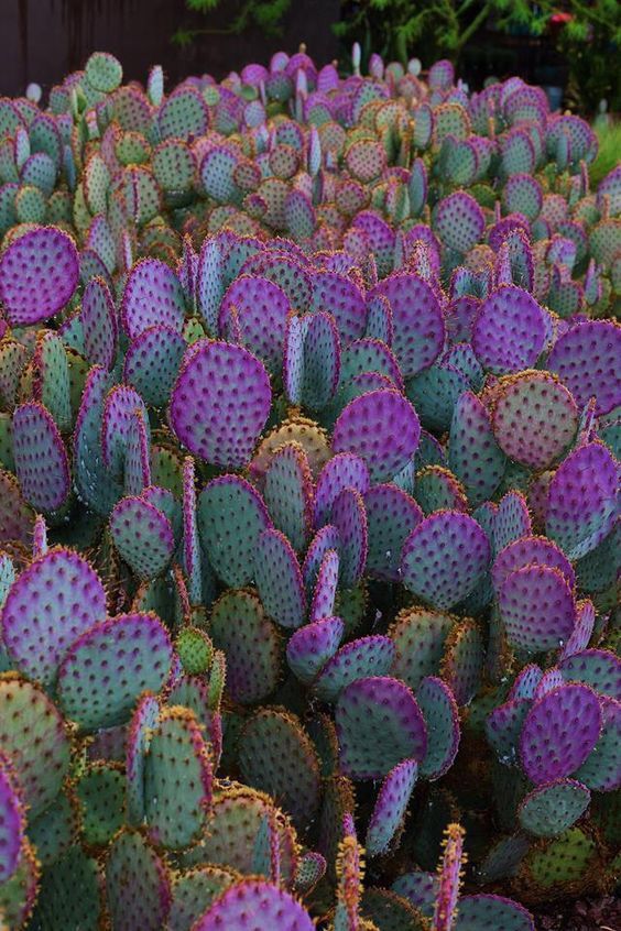 Purple Prickly Pear Cactus