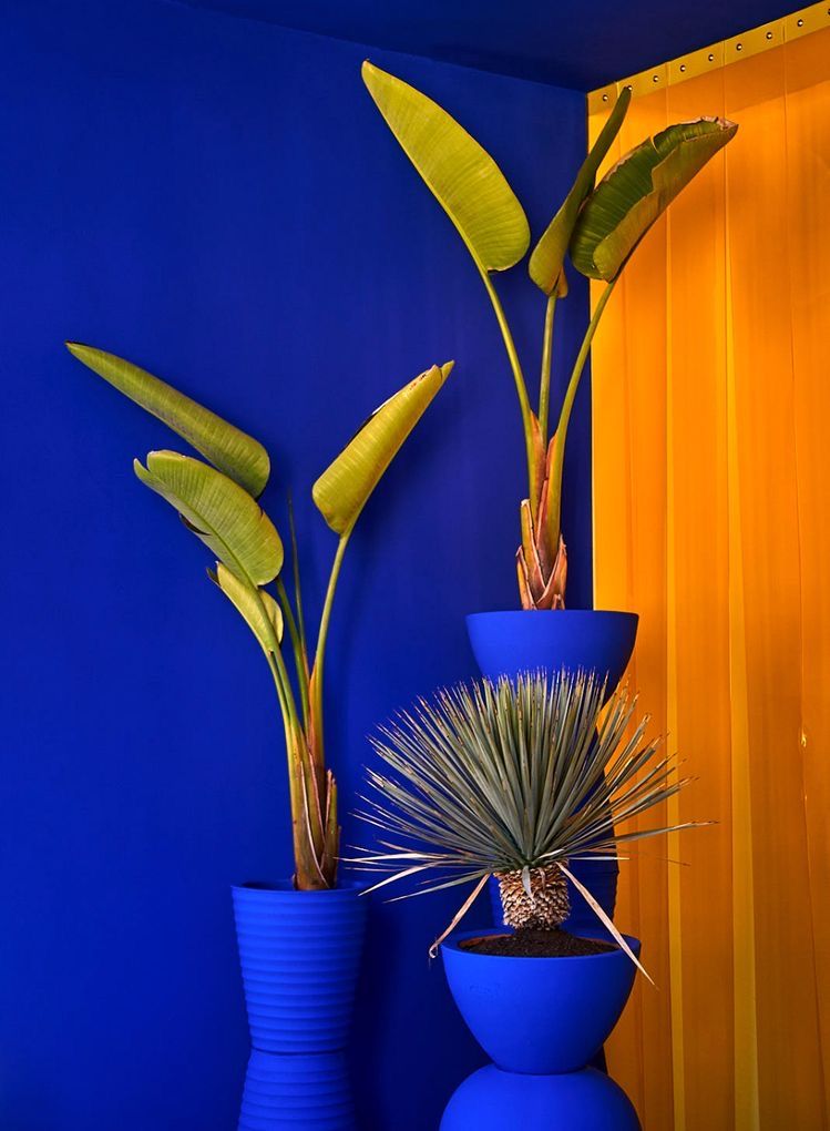 Modern Plant Arrangement