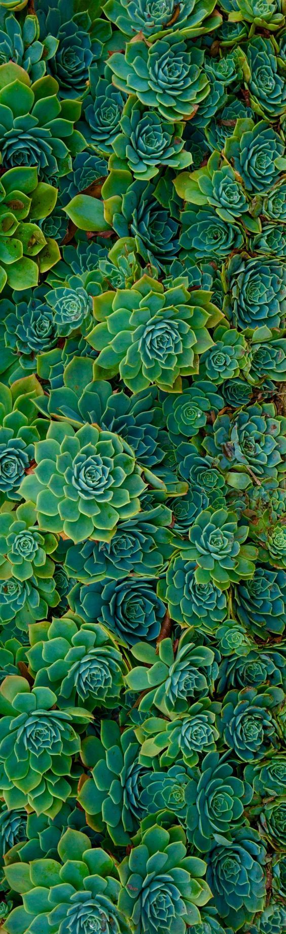 Succulent Rosettes