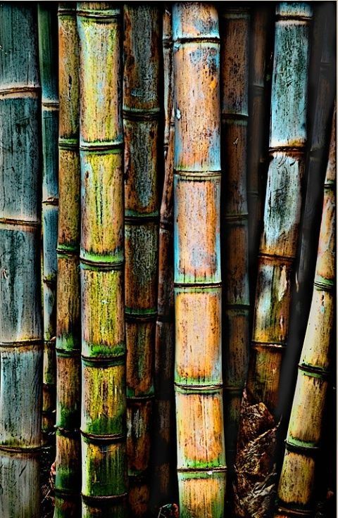 Bamboo Forest