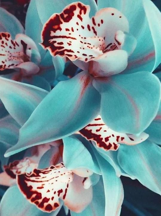 Orchid Bloom