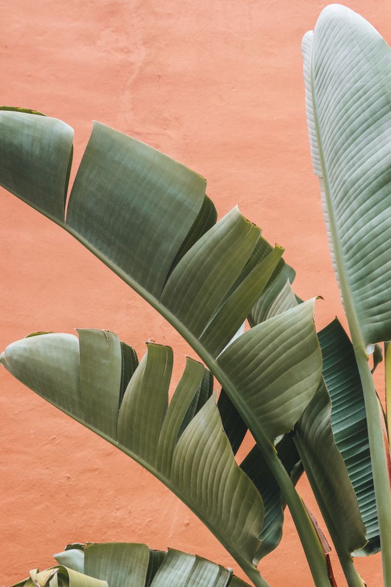 Banana Leaf Against Coral Wall