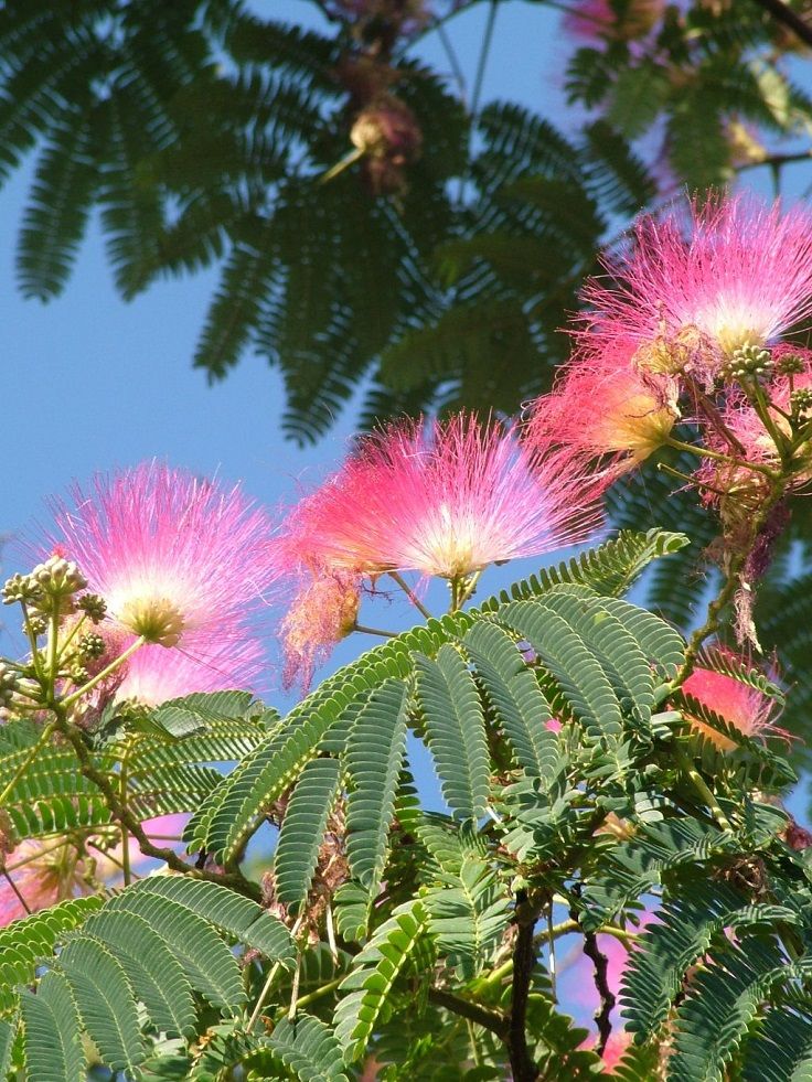 Pink Albizia Flowers Against Blue Sky
