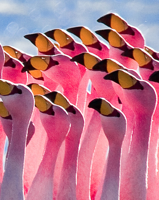 Pink Flamingo Feathers