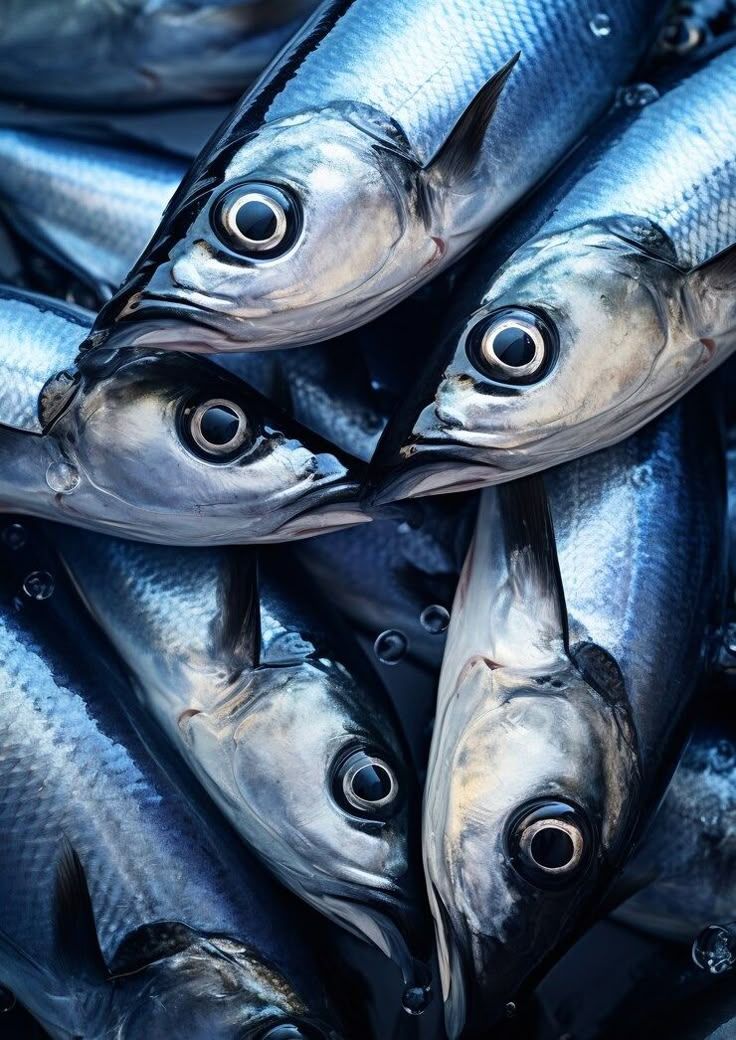 Stacked Fresh Fish Heads