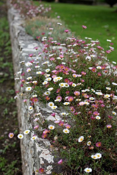 Pastel Daisy Garden