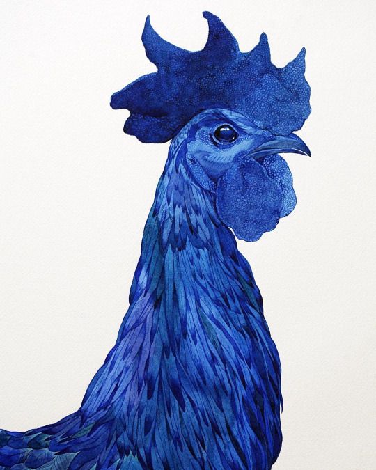 Blue Rooster Portrait