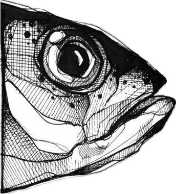 Fish Head Sketch