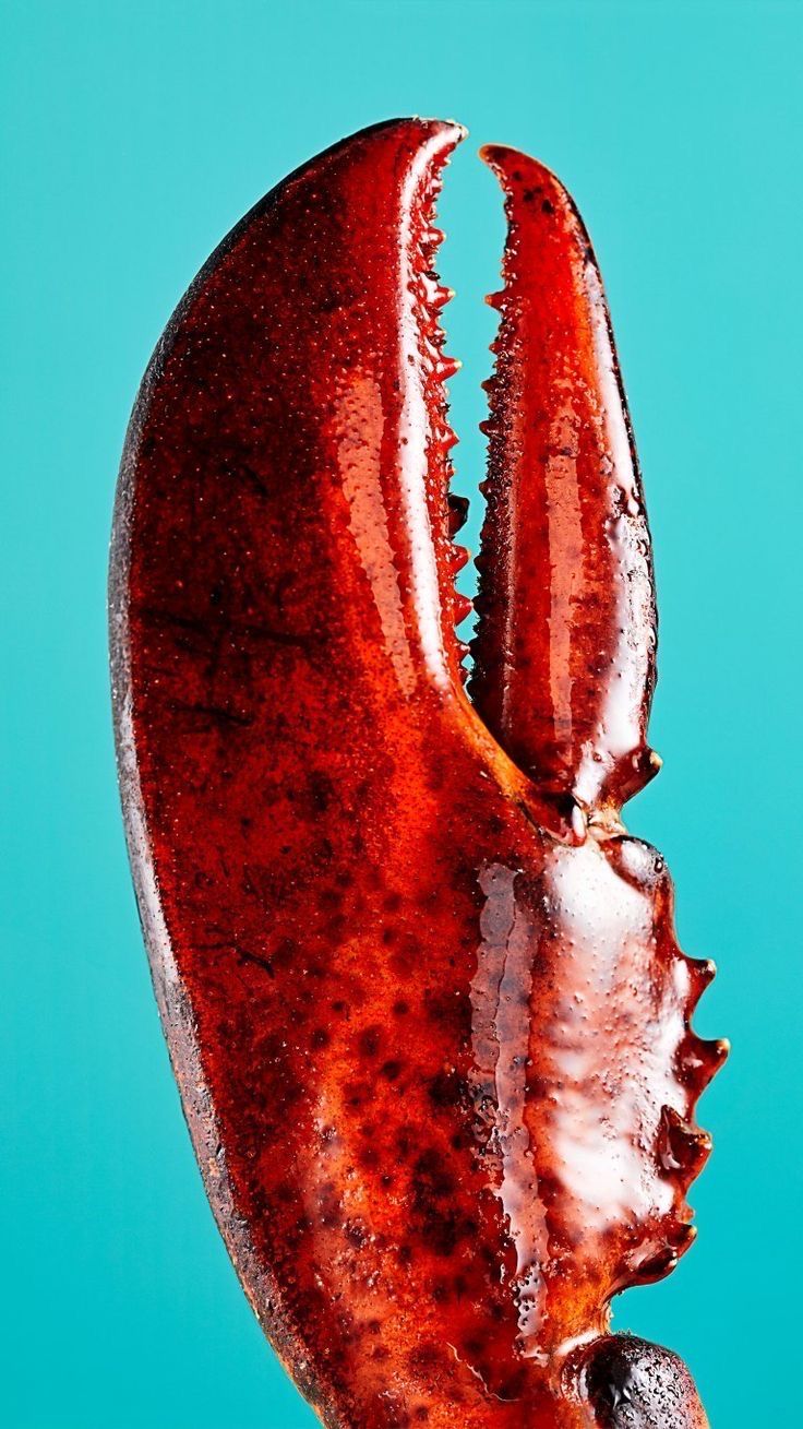 Close-Up of Lobster Claw