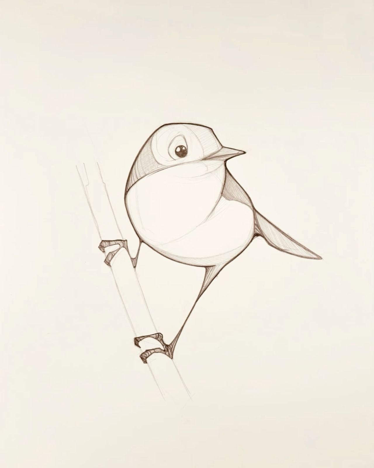 Bird Sketch