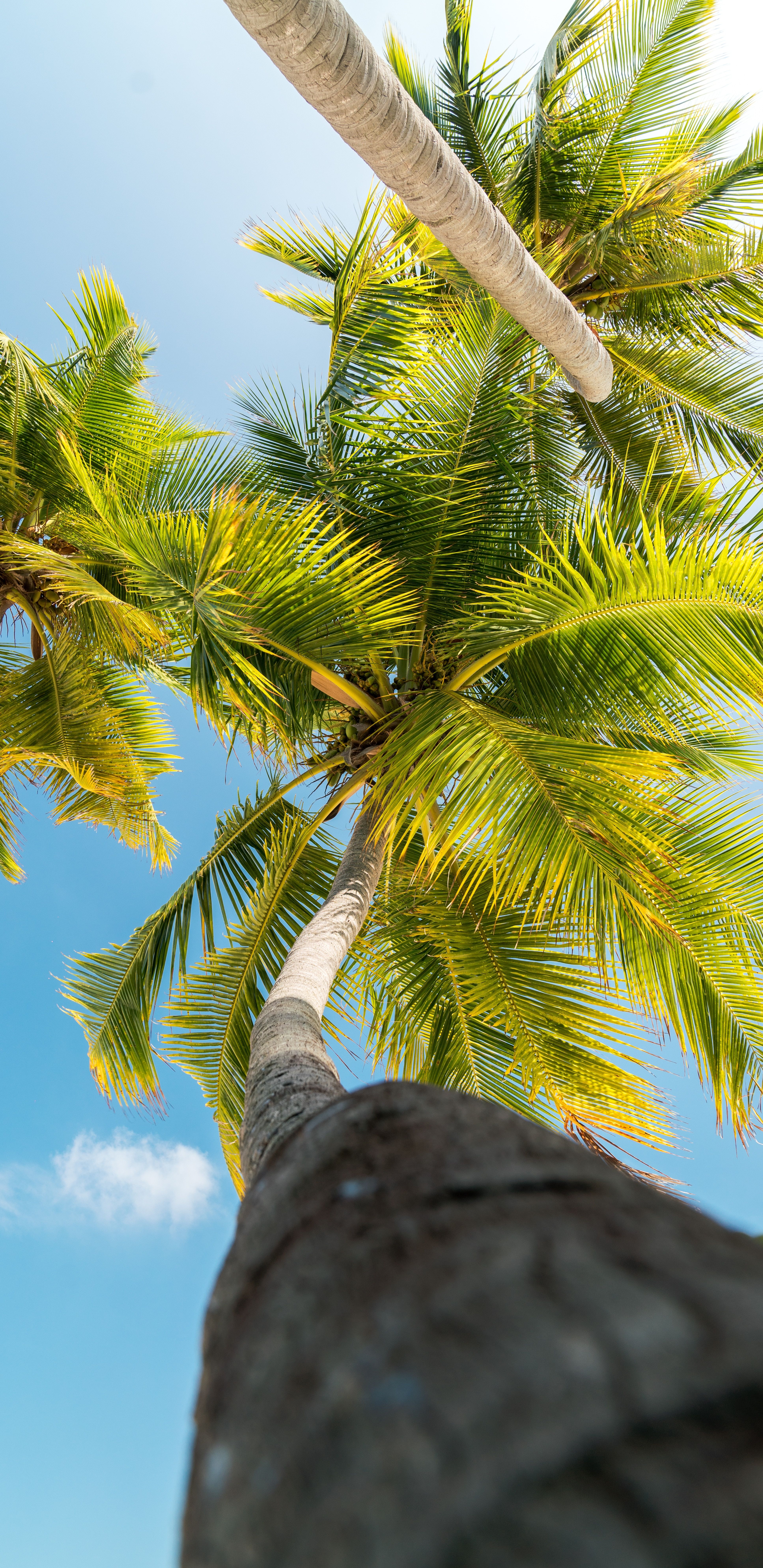 Tropical Palm Tree
