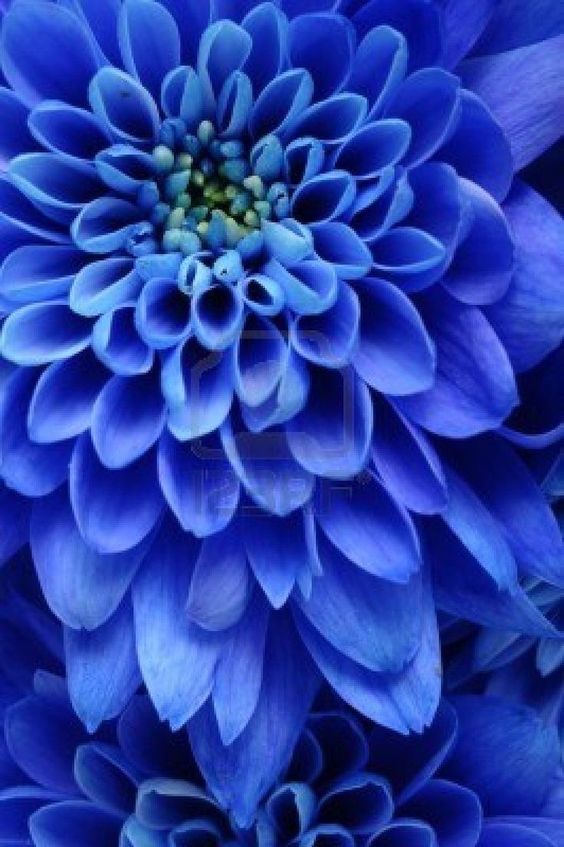 Blue Dahlia Close-Up