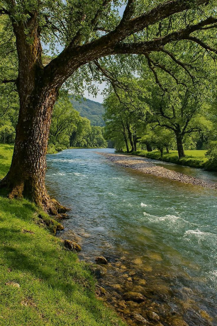 River Flowing Through Lush Green Forest
