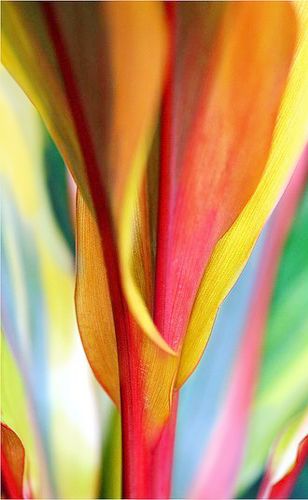 Colorful Petals in Soft Focus