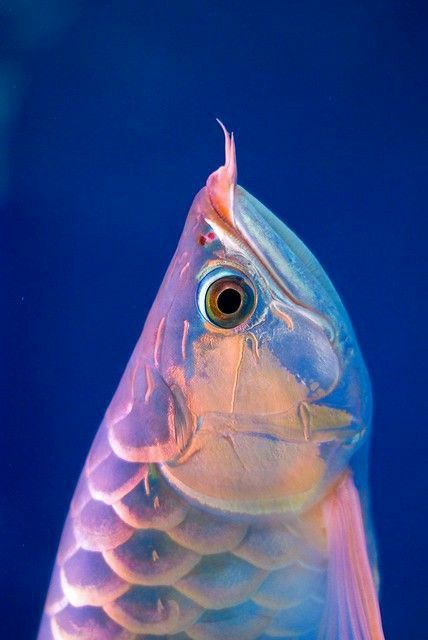 Transparent Fish