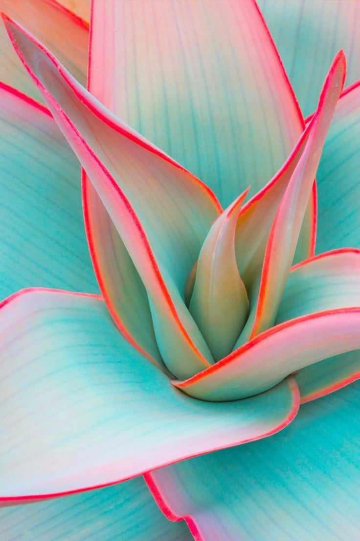 Pastel Succulent Bloom