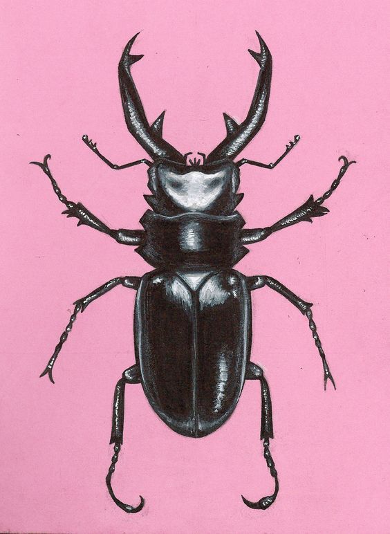 Stag Beetle