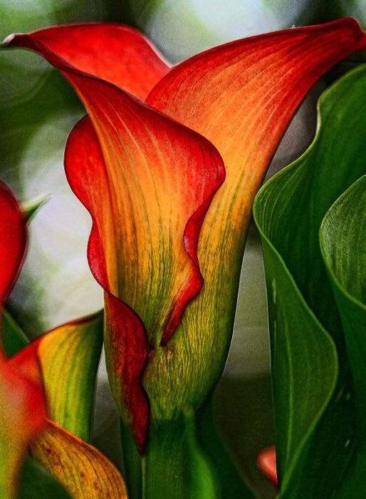 Calla Lily in Vibrant Colors