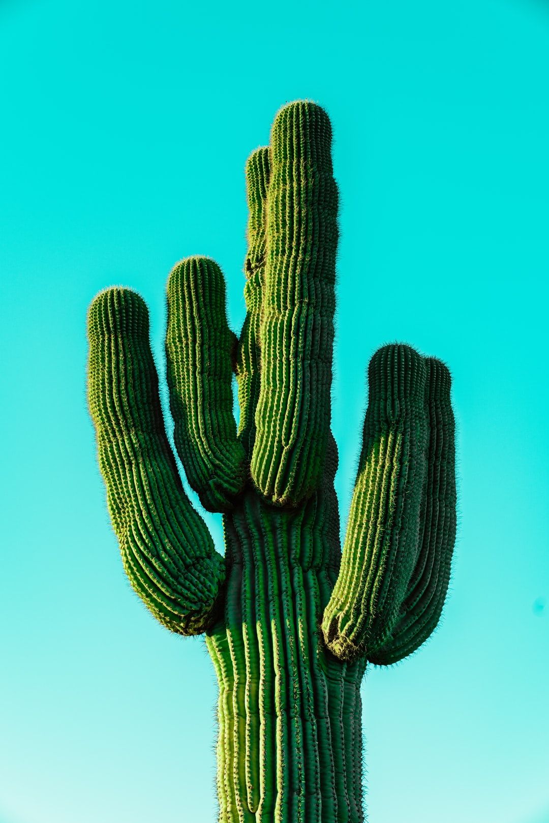 Saguaro Cactus Against Blue Sky