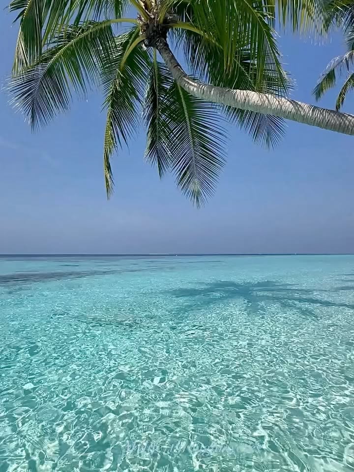 Tropical Paradise