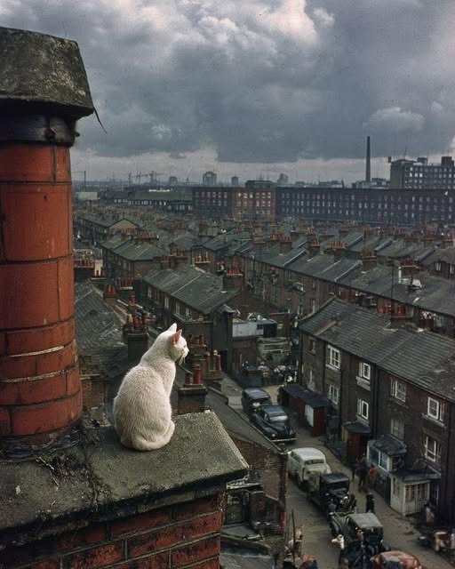 Urban Cat on Rooftop