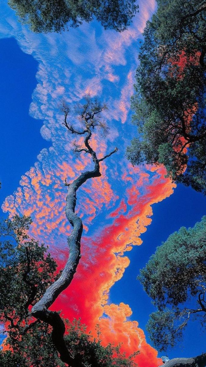 Fiery Sky Tree