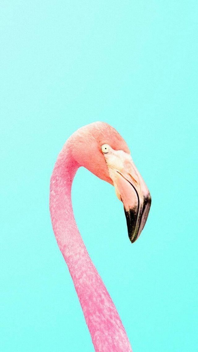 Pink Flamingo Profile