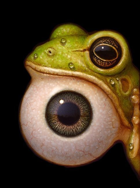 Frog with Human Eye