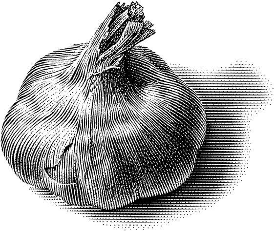 Onion Sketch