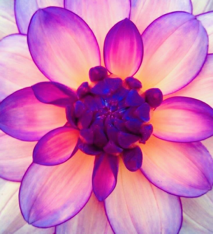 Purple Petals