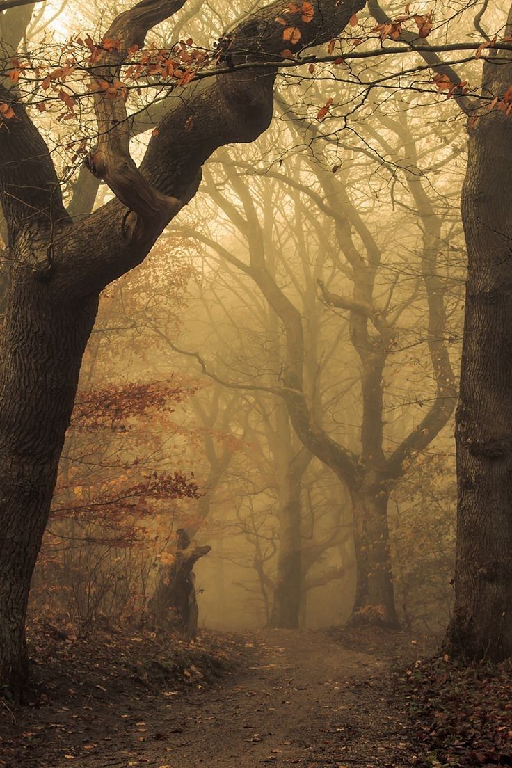 Misty Forest