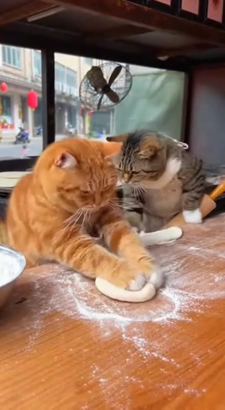 Cat Pizzeria