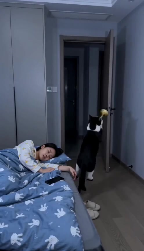 Cat Interrupts Nap