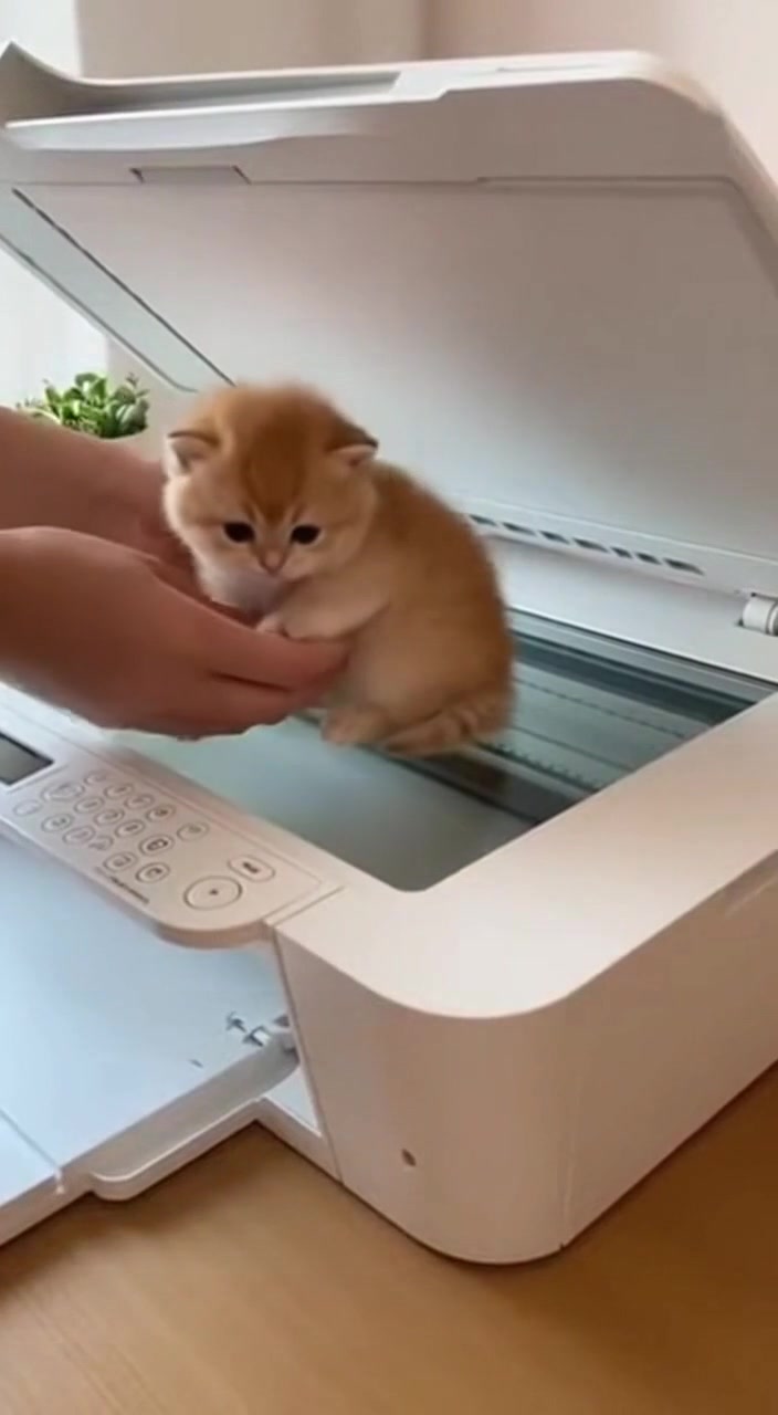 Cute Kitten on Printer