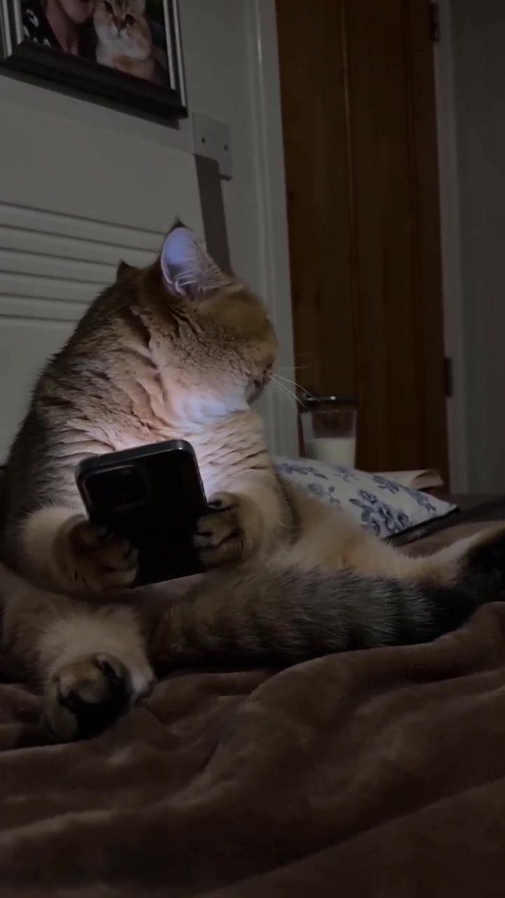 Cat lounging on bed with phone
