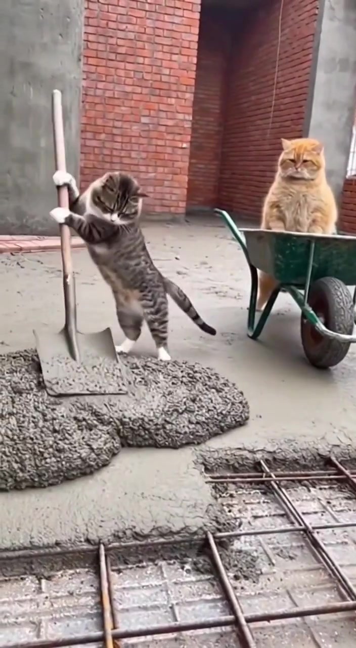 Cat Construction